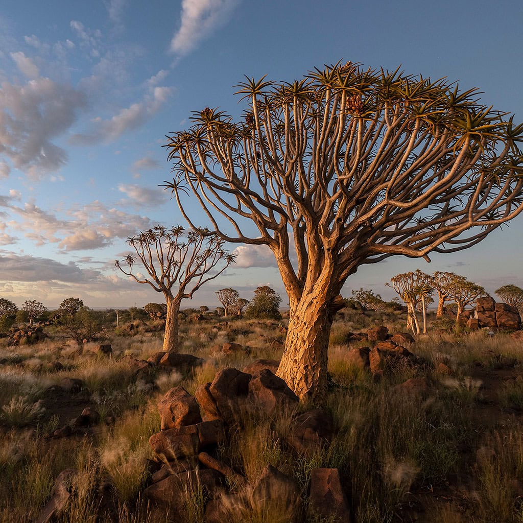 Köcherbäume im Abendlicht