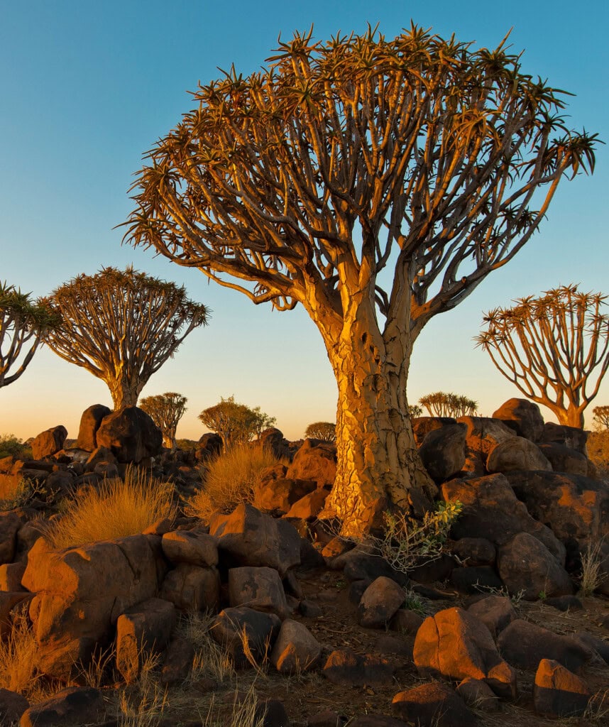 Köcherbaumwald bei Sonnenuntergang