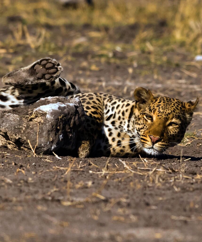 Leopard liegt am Boden und rollt sich um einen Stein.