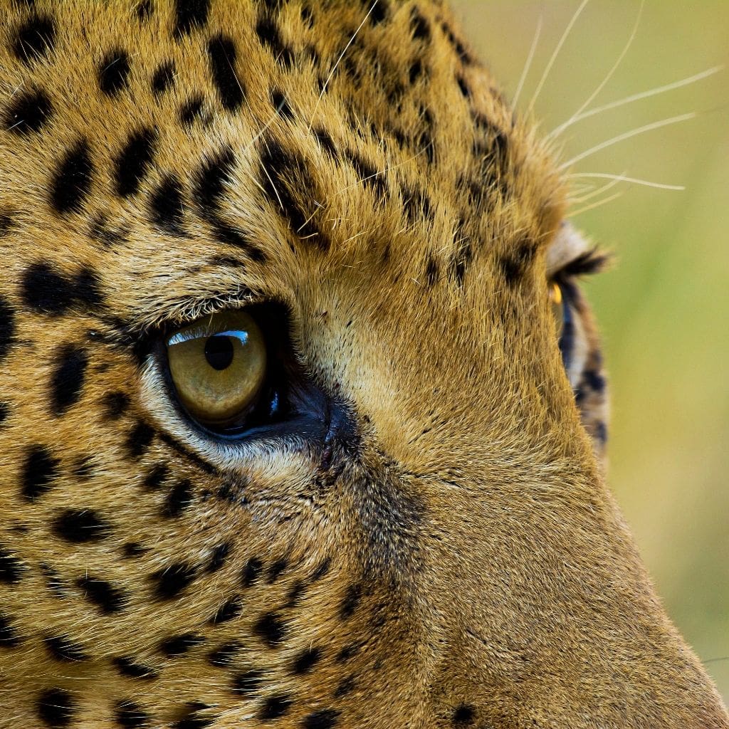 Nahaufnahme eines Leoparden mit Fokus auf die Augen.