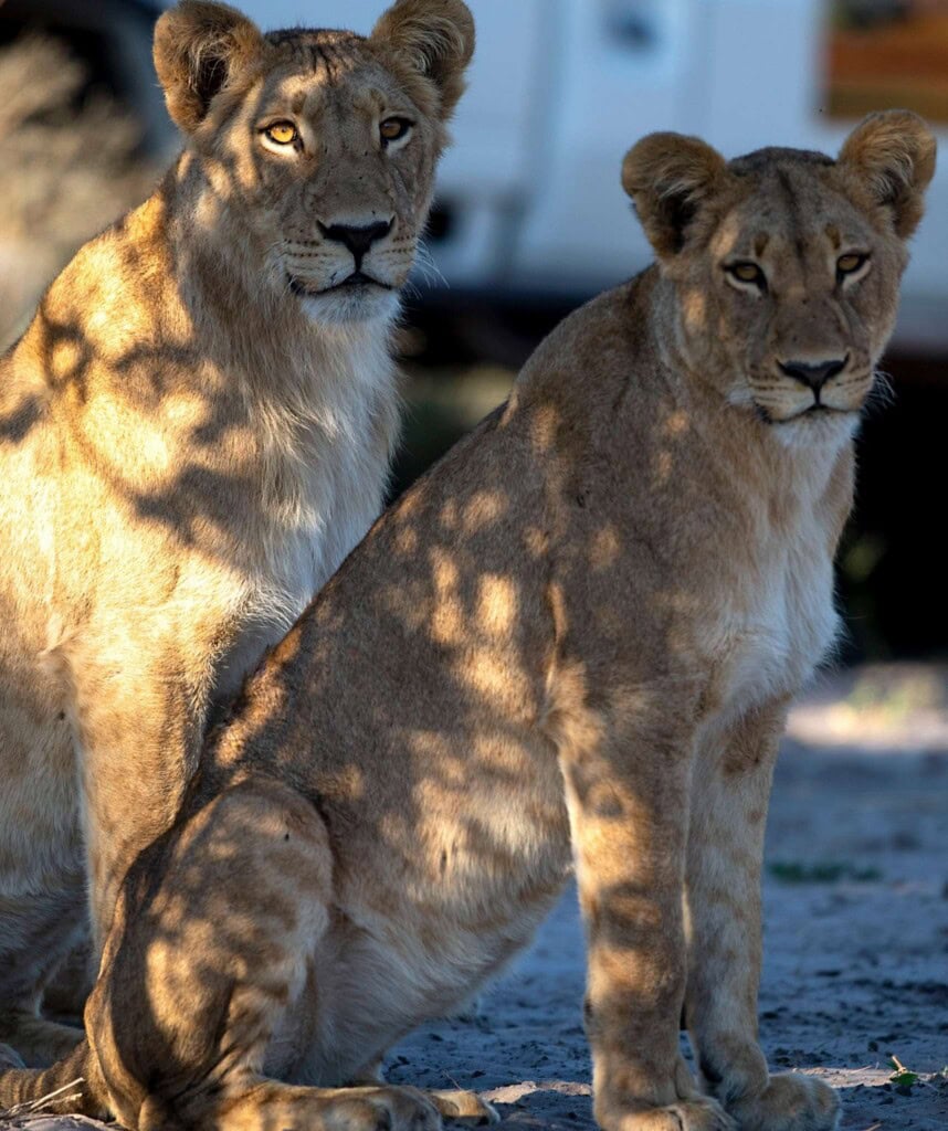 Löwinnen sitzen vor dem Safari Fahrzeug im Savuti.