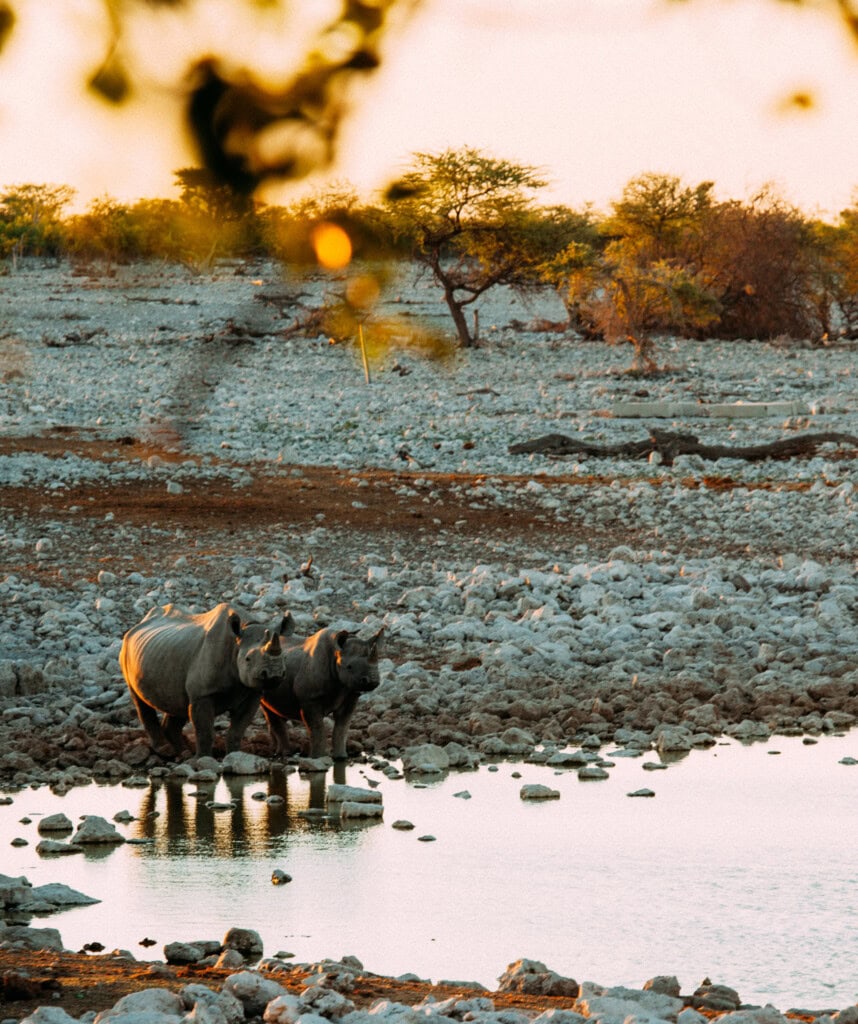 Nashörner an einem Wasserloch im Etosha Nationalpark