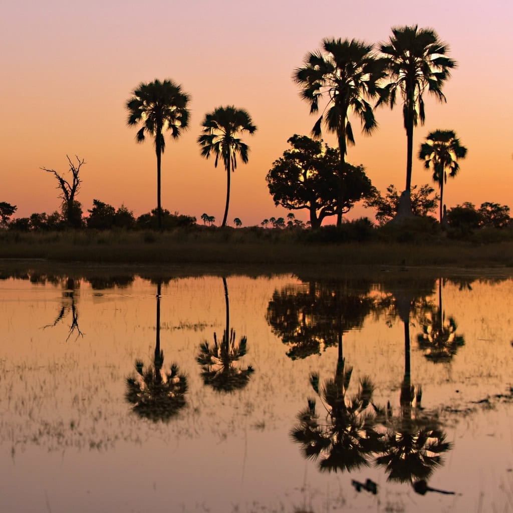 Palmen spiegeln sich im Fluss bei Sonnenuntergang.