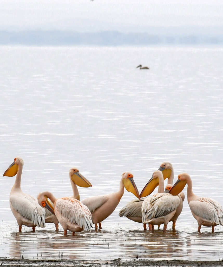 Pelikane am Sandwich Harbour