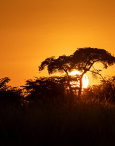 Akazie vor untergehender Sonne auf Fotosafari in Botswana