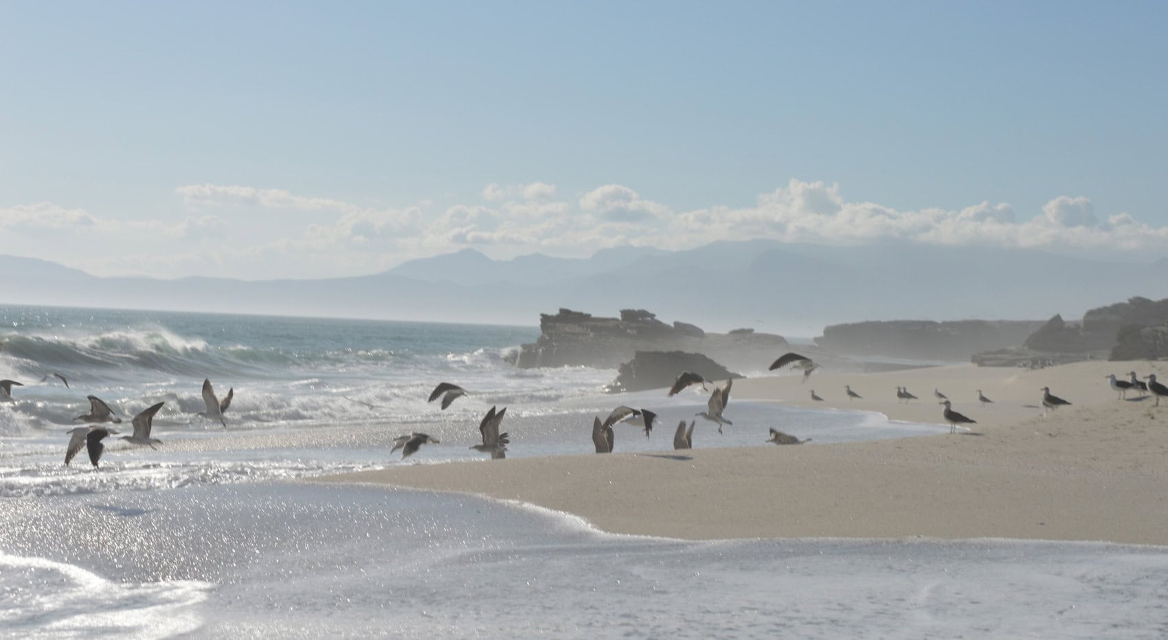 Möwen an einem Strand in Südafrika. 