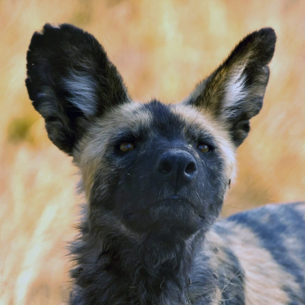 Wildhund streckt Nase hoch in Botswana