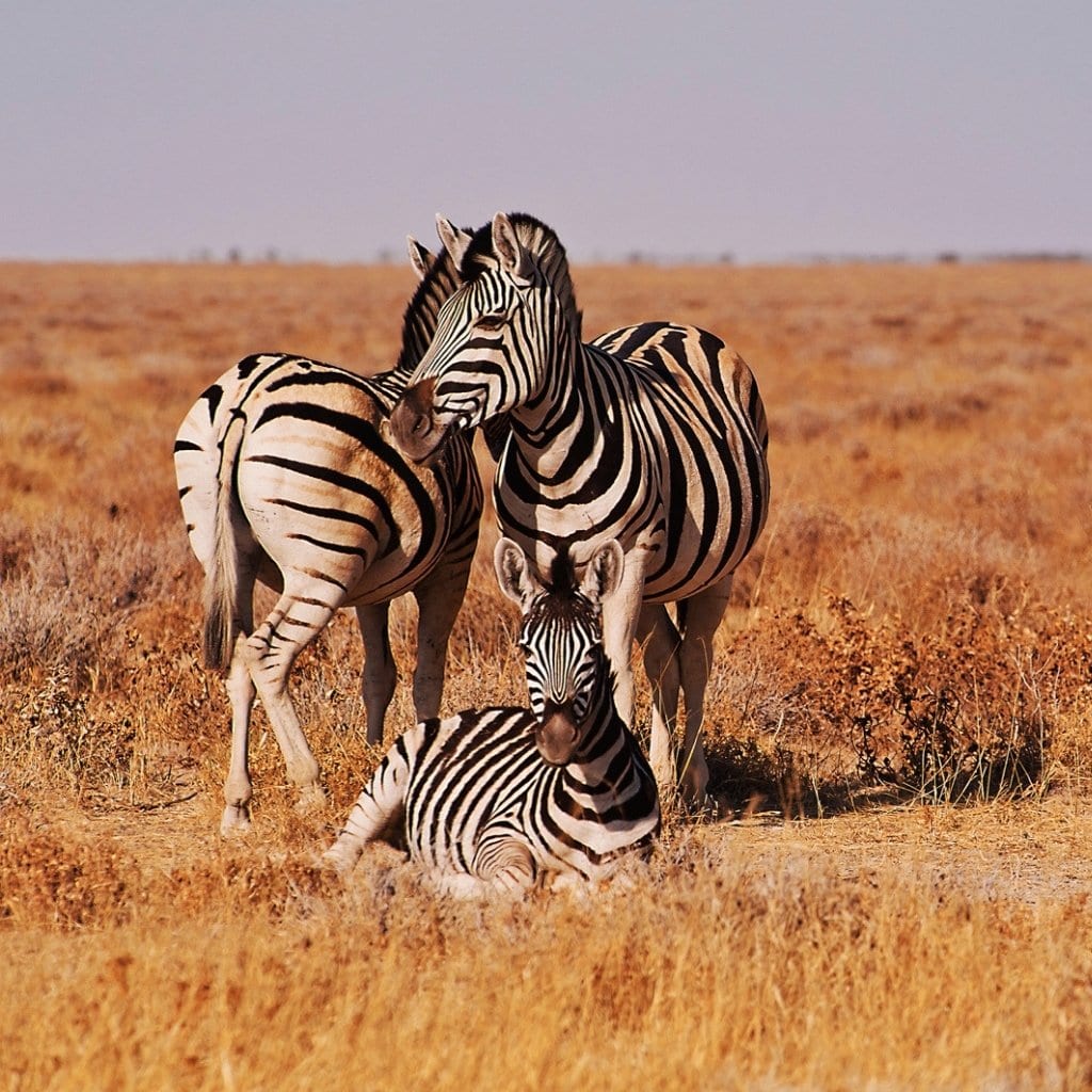 Drei Zebras in der trockenen Savanne des Etosha Nationalparks