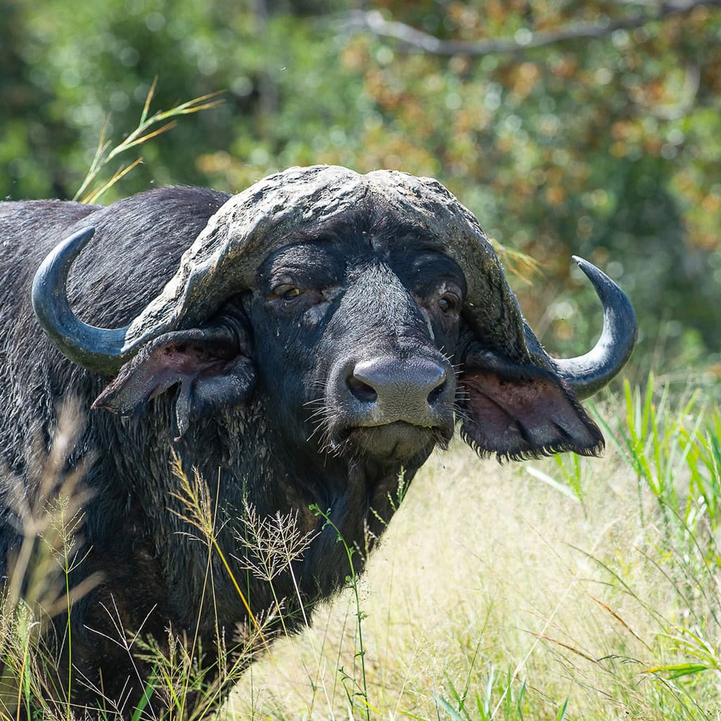 Büffel in Sambia
