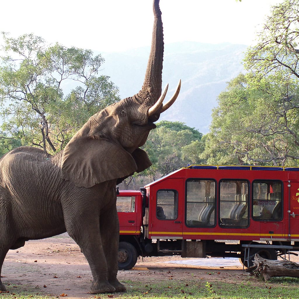 Ein Elefant vor einem Overland Truck