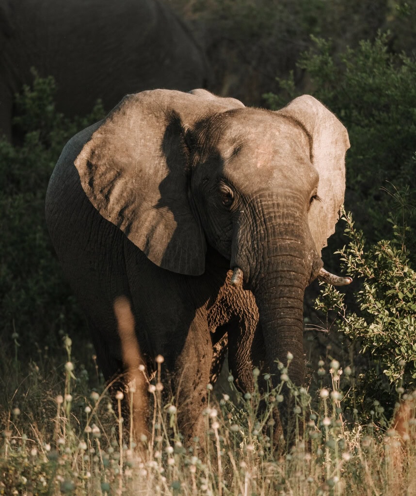 Elefant im South Luangwa Nationalpark