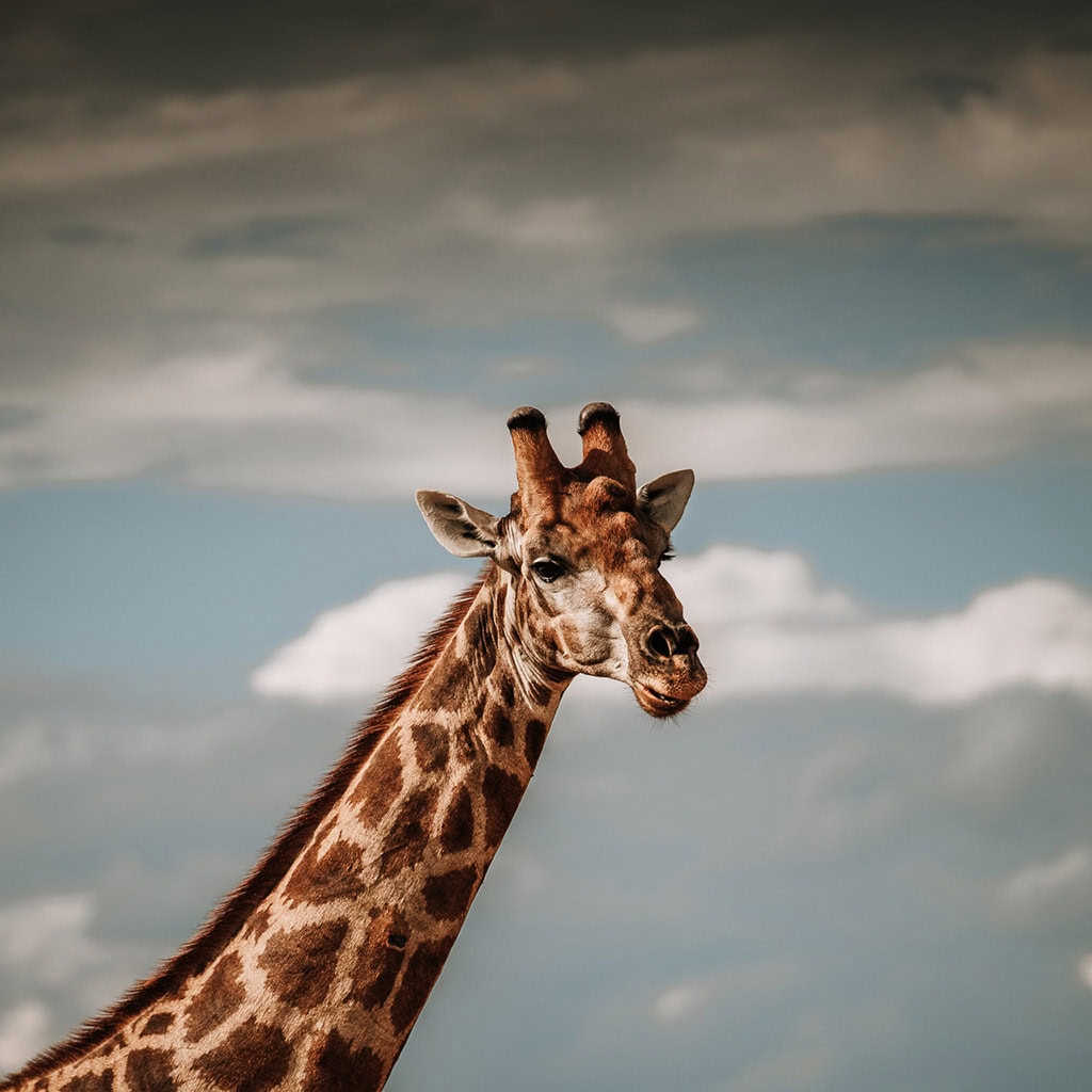 Giraffenhals im himmlischen Malawi