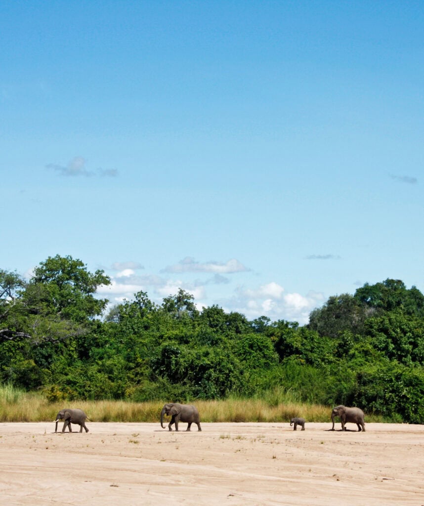 Elefantenm auf einer Lichtung im South Luangwa Nationalpark