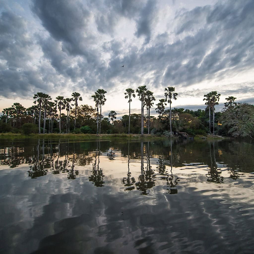 Palmen im Liwonde Nationalpark