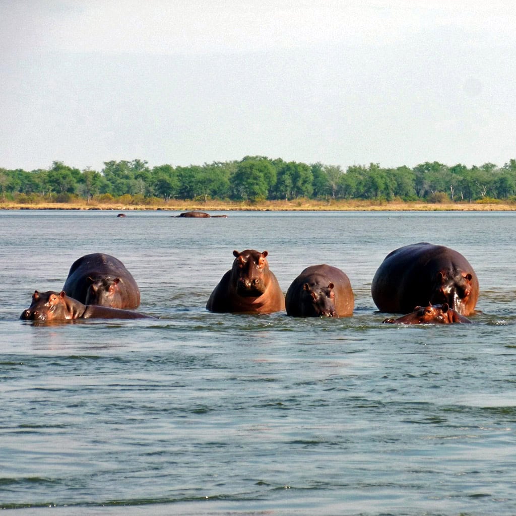Flußpferde in Sambia