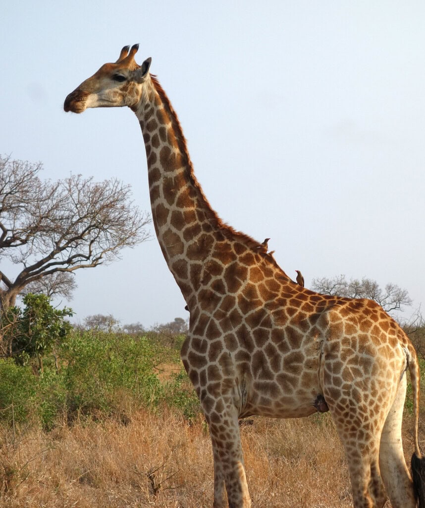 Giraffe bei einer Pirschfahrt in Liwonde Nationalpark