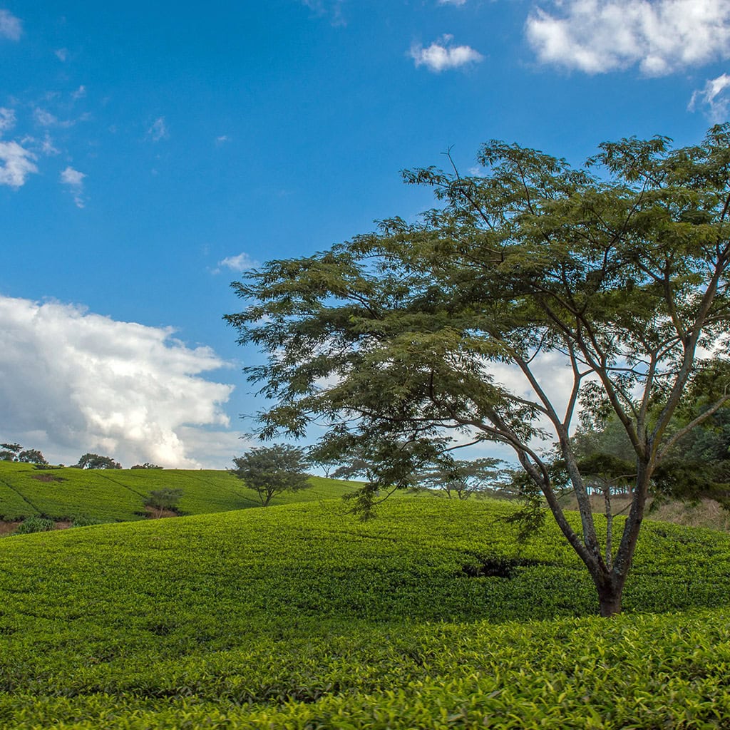Eine Teeplantage in Malawi