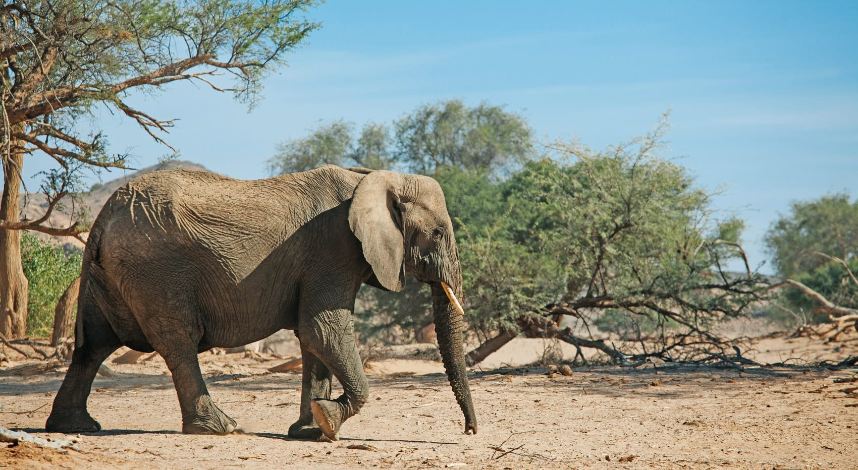 Ein Wüstenelefant in der Hoanib Region des Damaralands in Namibia. Ein Wüstenelefant in der Hoanib Region des Damaralands in Namibia.