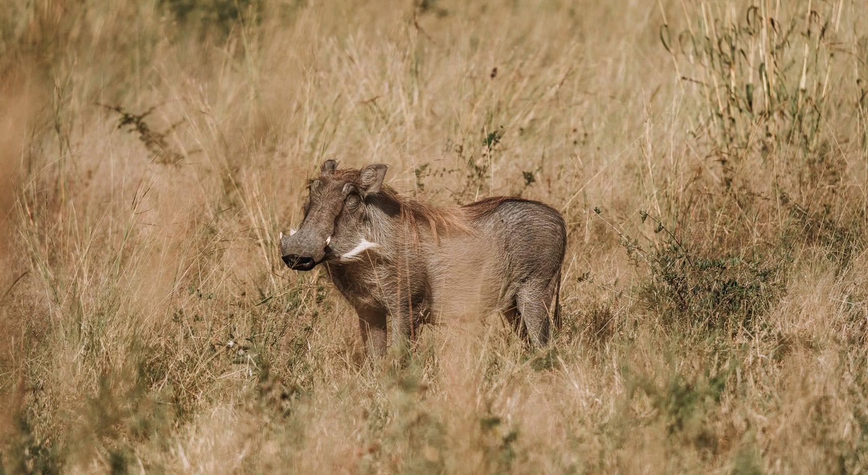 Ein Warzenschwein im hohen Grass in Namibia. Ein Warzenschwein im hohen Grass in Namibia.