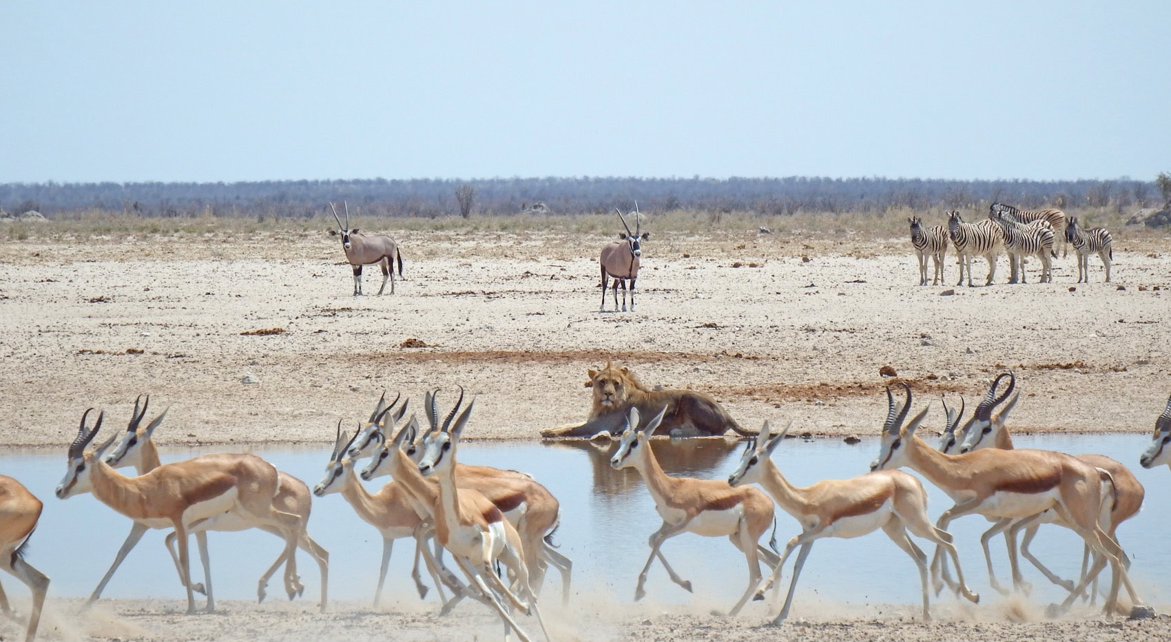 Ein Löwe, Oryxantilopen und Springböcke an einem Wasserloch in Namibia. Ein Löwe, Oryxantilopen und Springböcke an einem Wasserloch in Namibia.