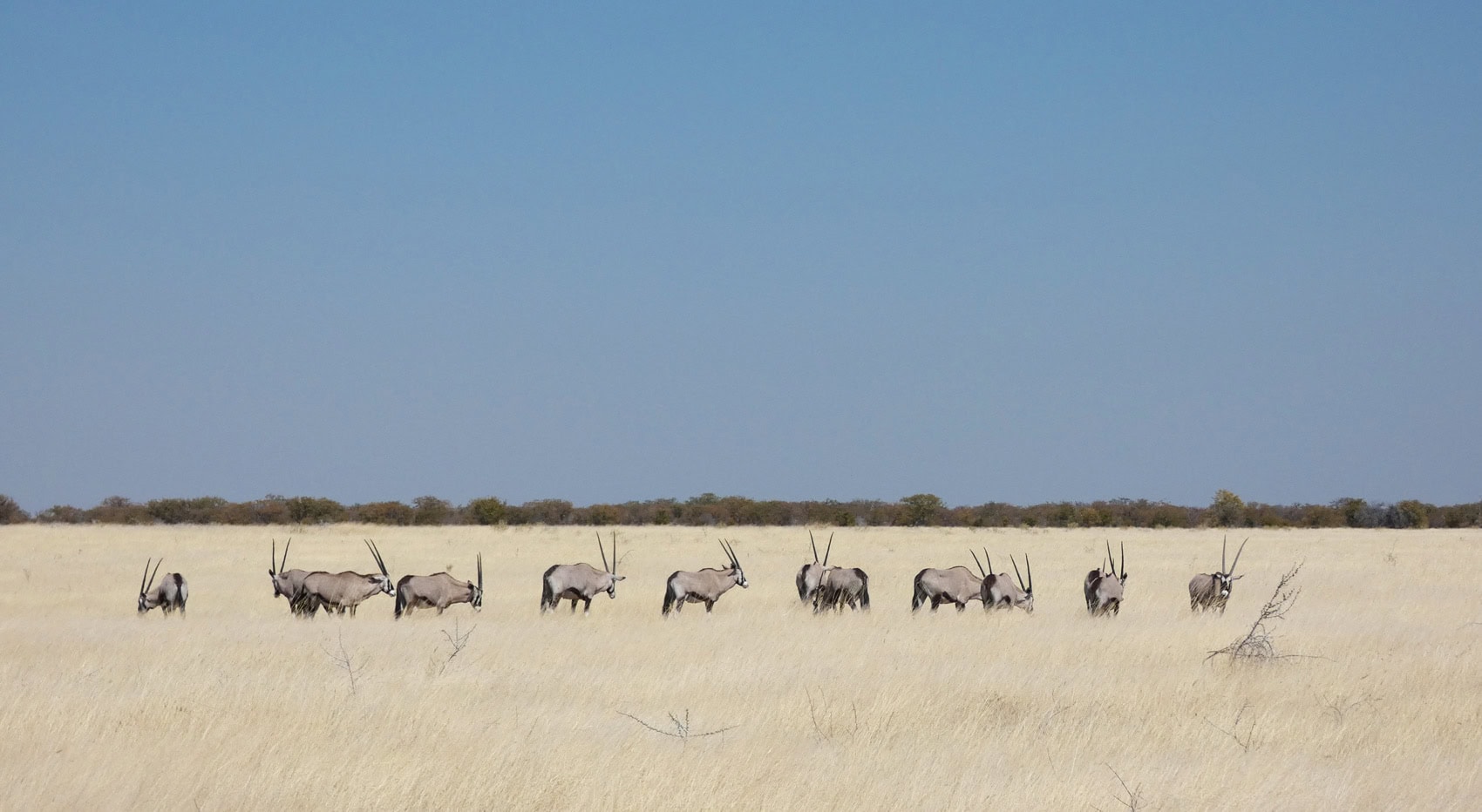 Oryxantilopen im Etosha Nationalpark in Namibia. Oryxantilopen im Etosha Nationalpark in Namibia.