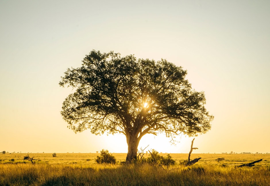 Ein Baum in der Serengeti.