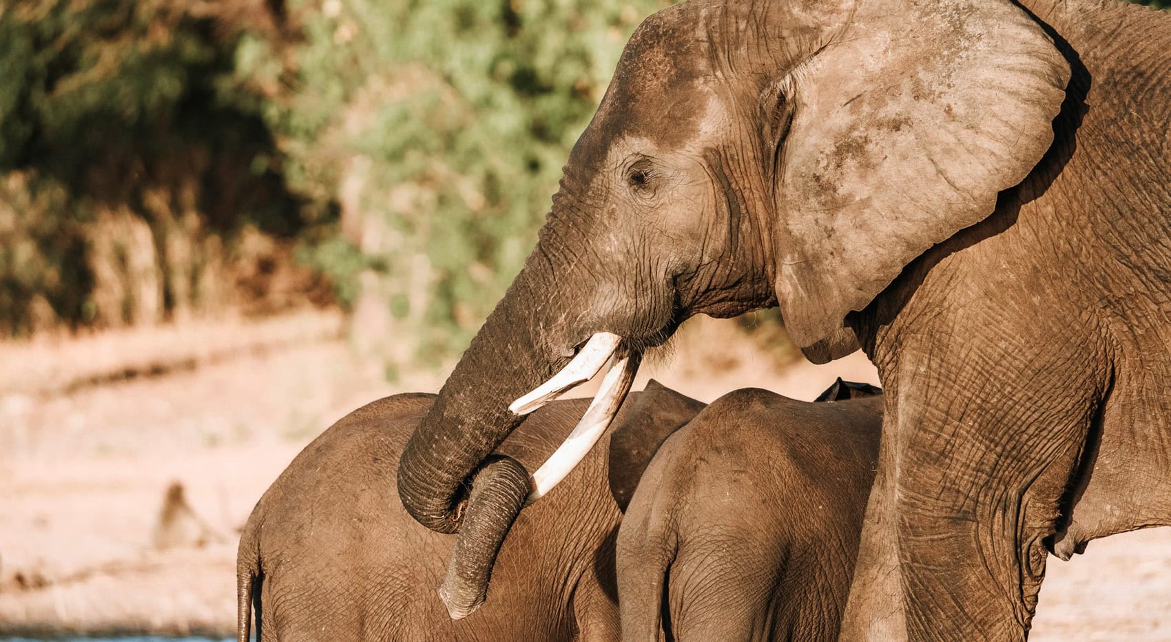 Elefanten am Sambesi Fluss.