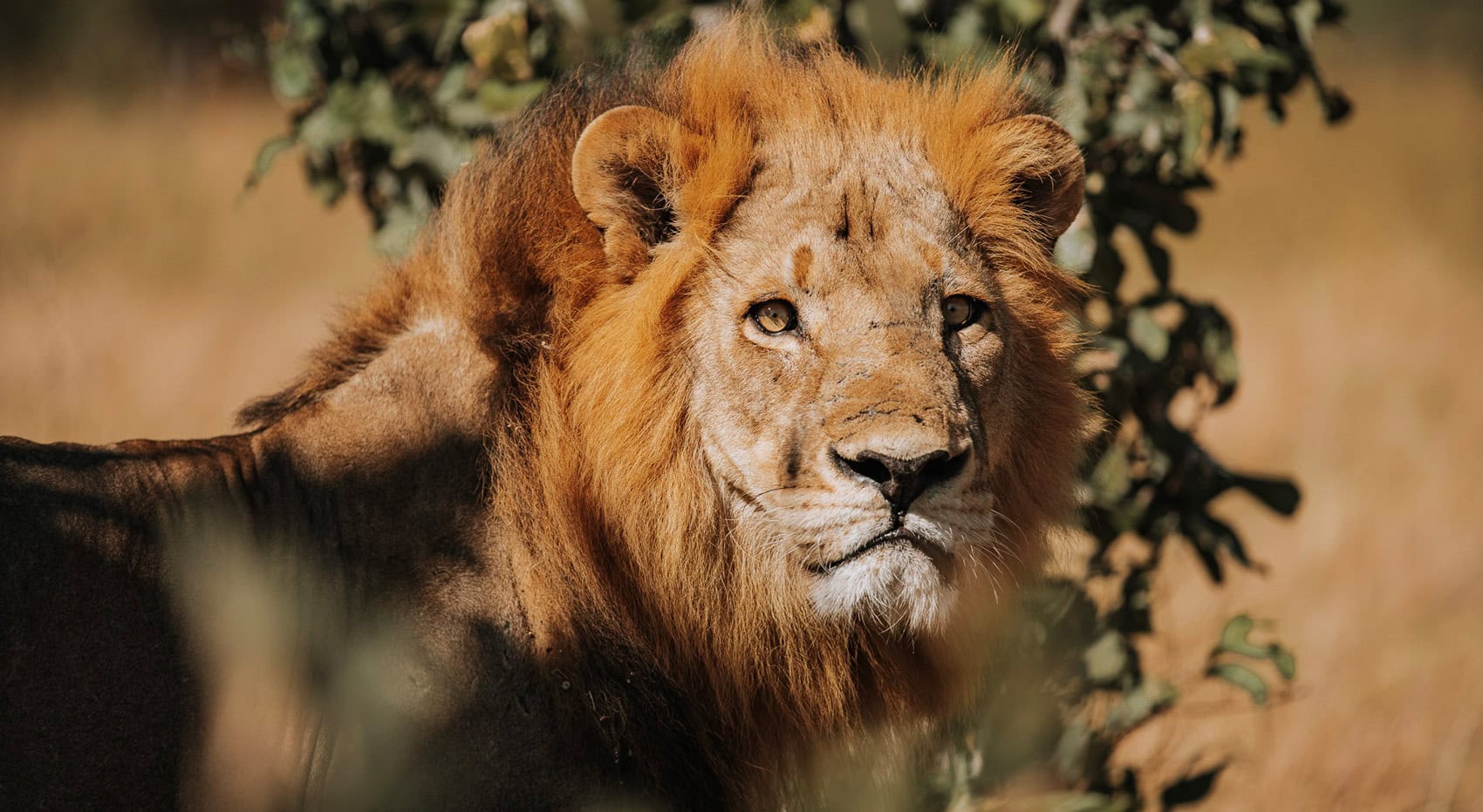 Ein Löwe in der Trockenzeit in der Caprivi Region.