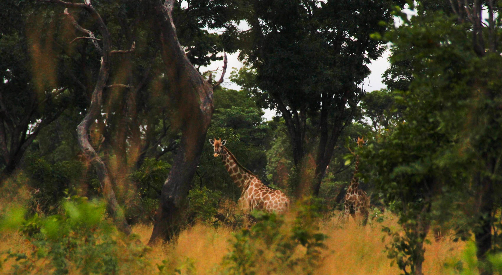 Giraffen in einem Wald in der Sambesi Region in Namibia.