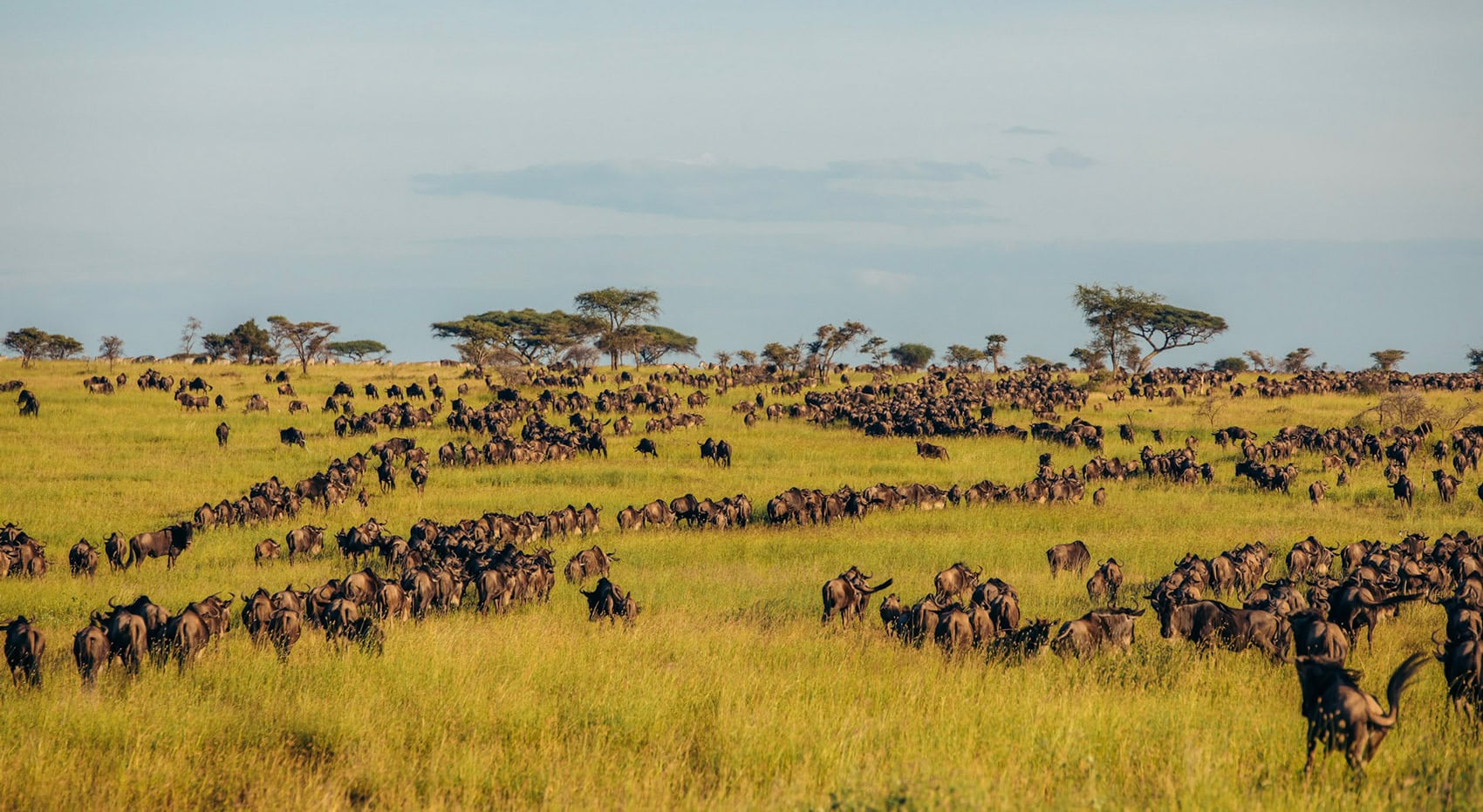 Tausende von Gnus auf den Ebenen der Serengeti.