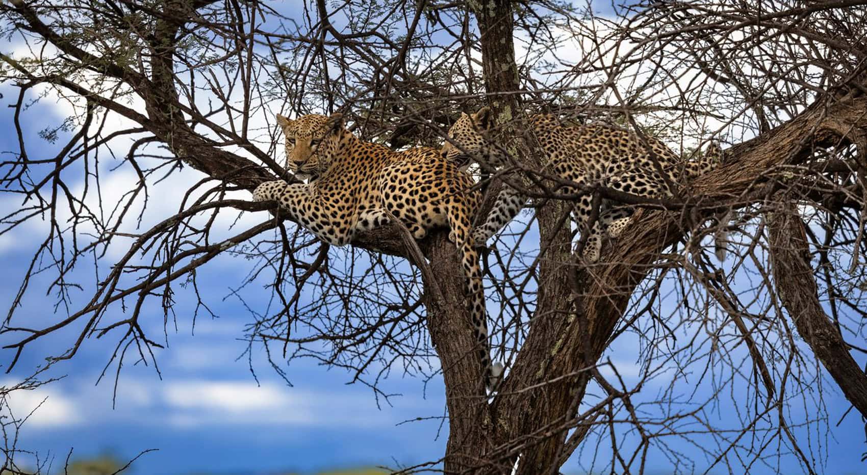 Leoparden in einem Baum.