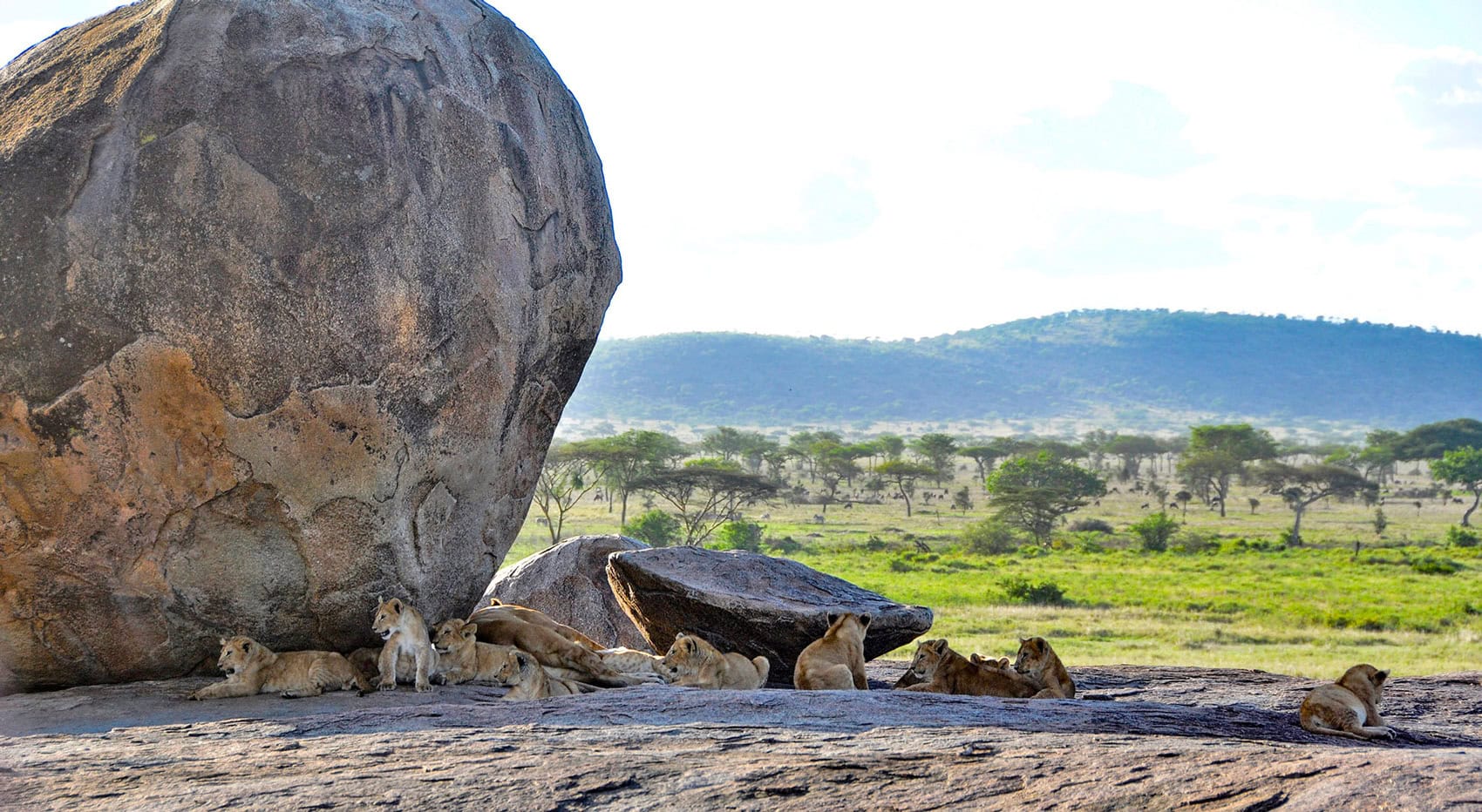 Eine Löwenfamilie auf einer Kopje im Serengeti Nationalpark.