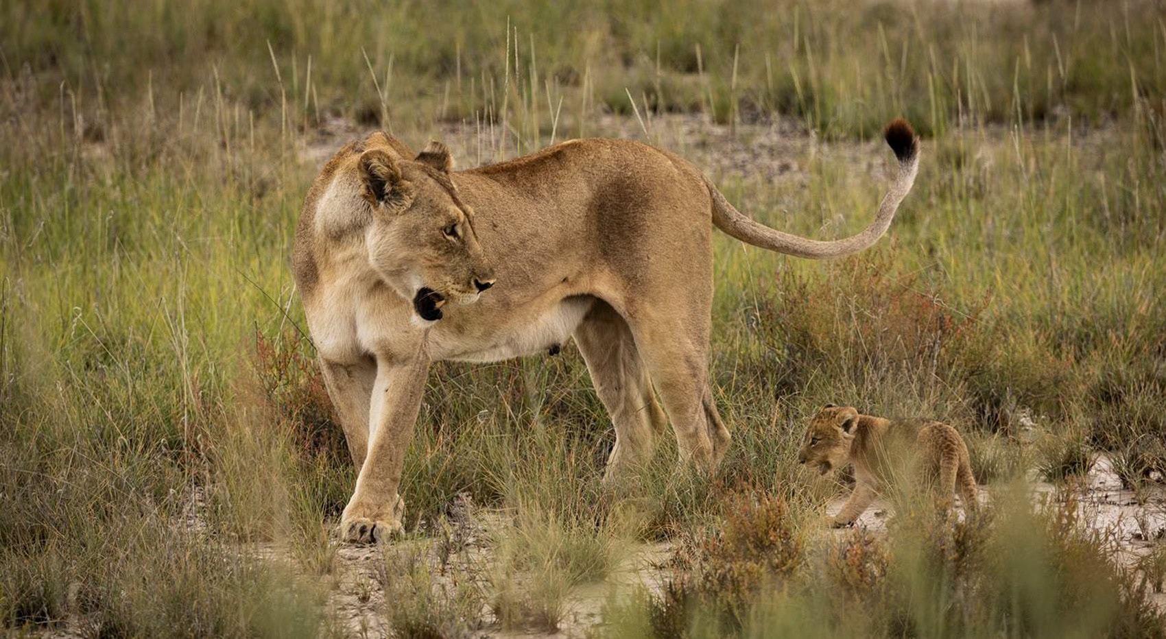 Eine Löwin mit Baby in Namibia. 
