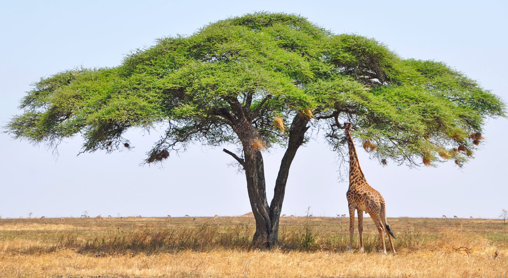 Eine Giraffe die ihren Hals nach frischen Blättern in einem Akazienbaum reckt. 