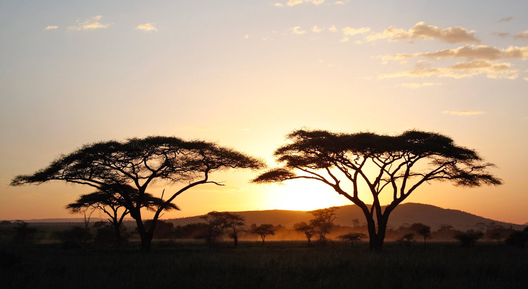 Ein Sonnenuntergang mit Akazienbäumen  in der Serengeti.