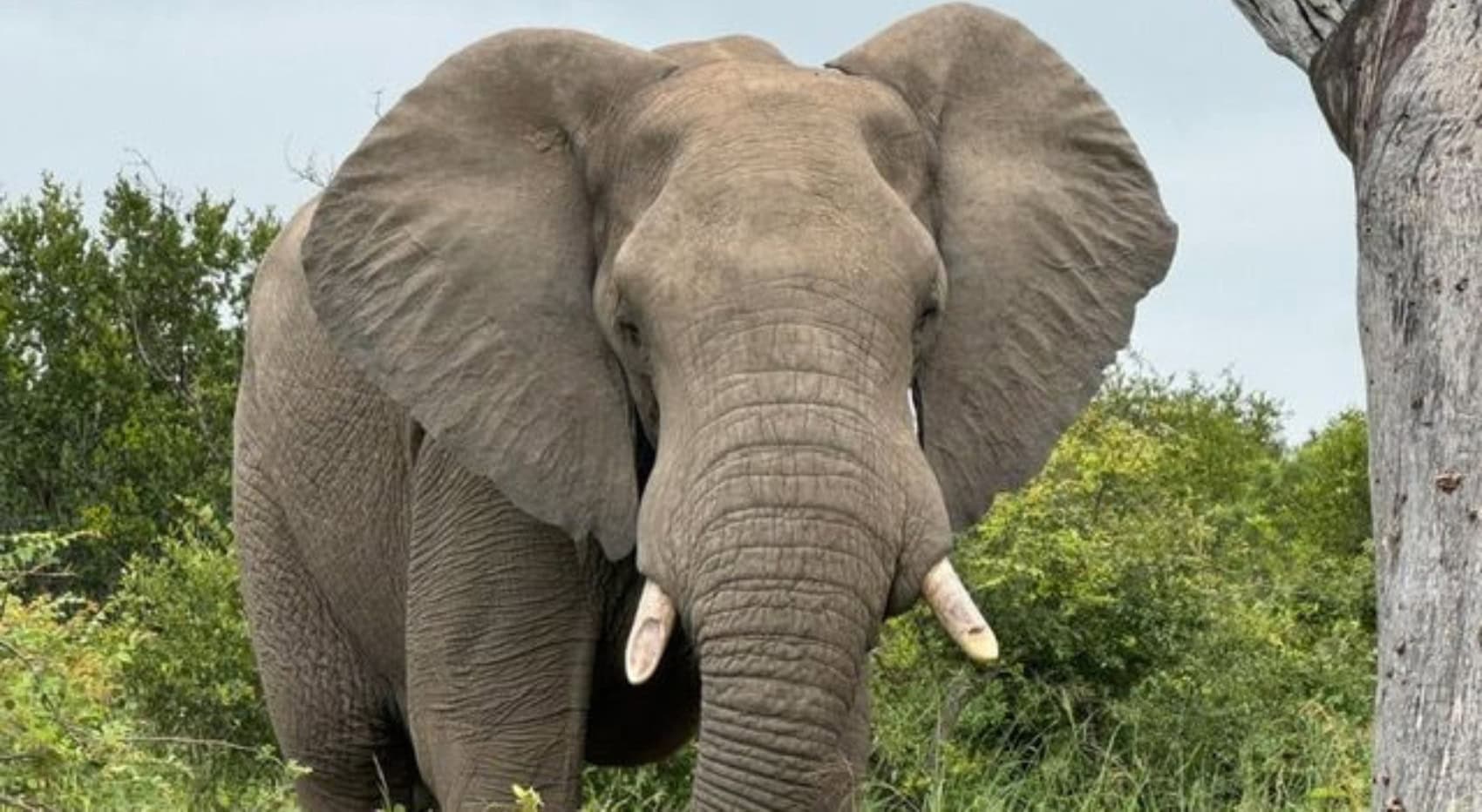 Elefant stehend im Krüger Nationalpark.