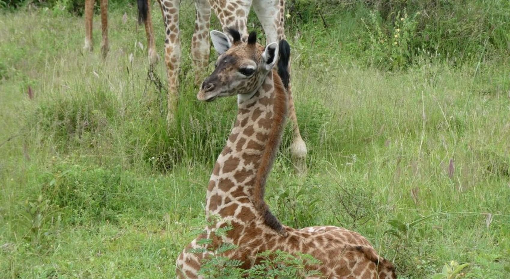 Junge Giraffe sitz im Gras.