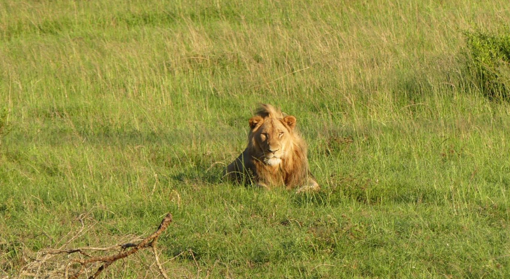 Ein Löwenmännchen liegt im Sonnenlicht in der Savanne. Ein Löwenmännchen liegt im Sonnenlicht in der Savanne.