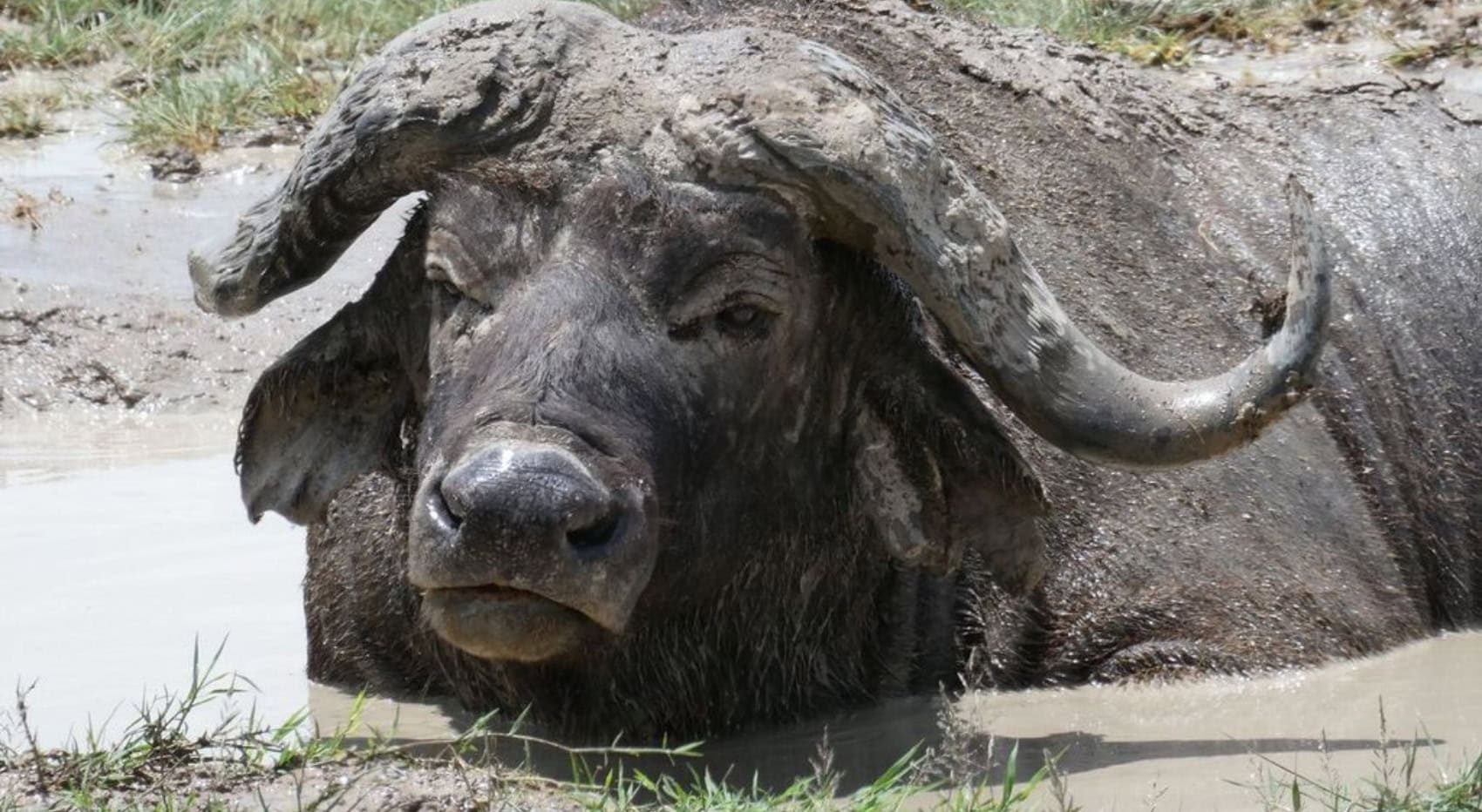 Ein Büffel in der Serengeti nimmt ein Schlammbad.