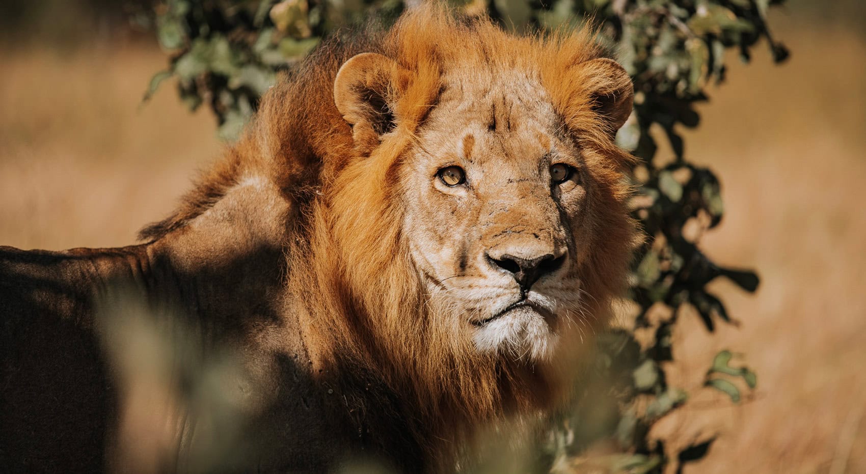 Ein Löwe in Botswana in der Trockenzeit. Ein Löwe in Botswana in der Trockenzeit.