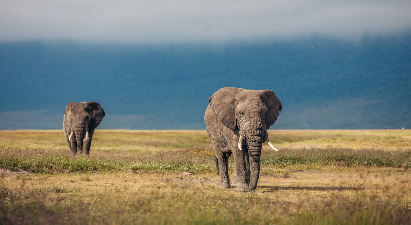Elefanten im Ngorongoro Krater in Tansania.