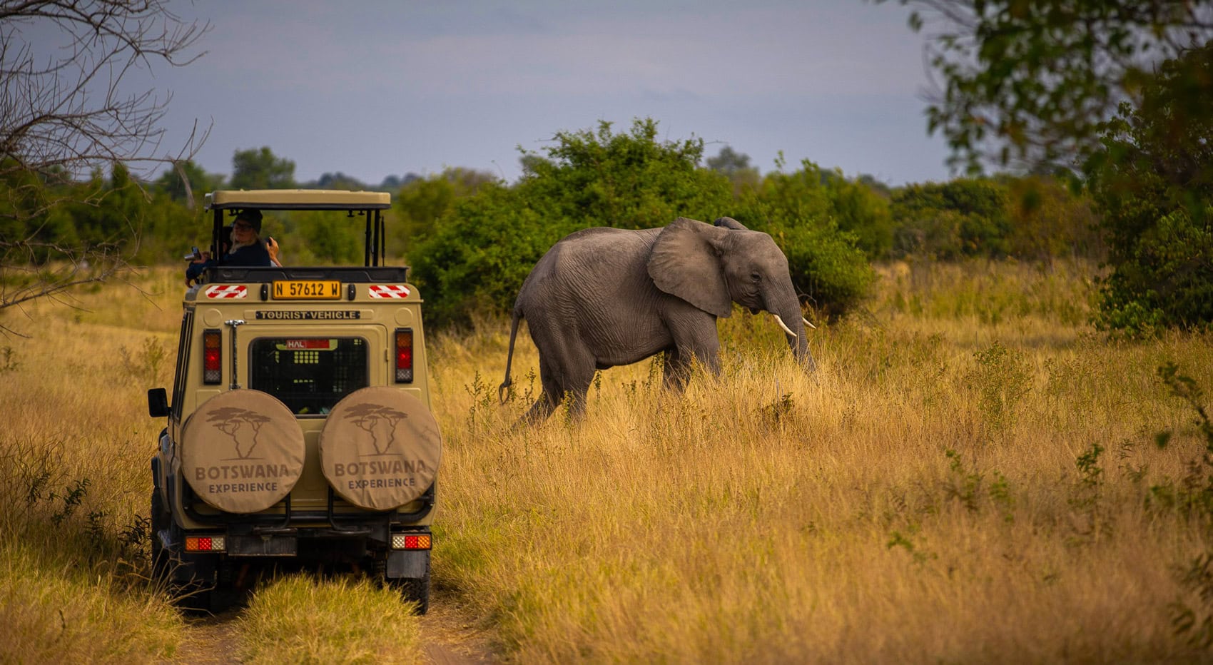 Ein Elefant neben einem Botswana-Experience Fahrzeug. Ein Elefant neben einem Botswana-Experience Fahrzeug.