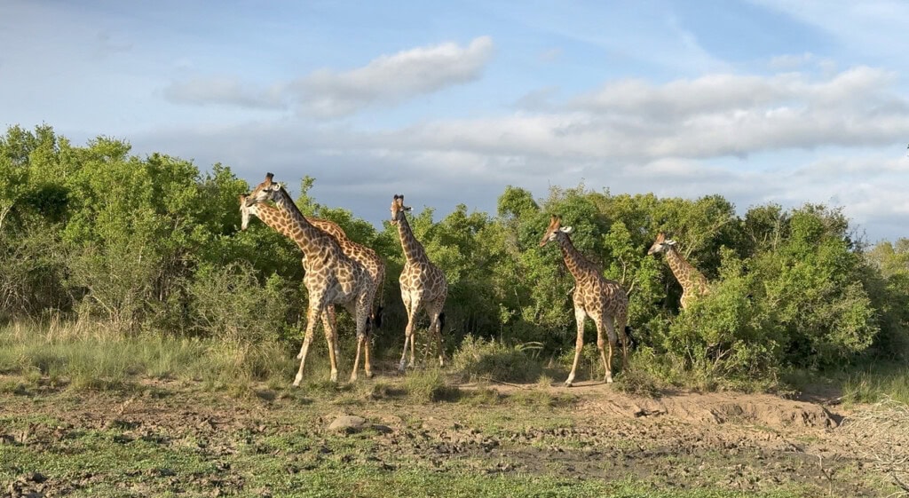 Giraffen in der Savanne