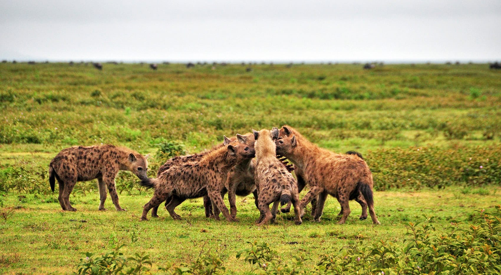 Hyänen im Ngorongoro Krater.
