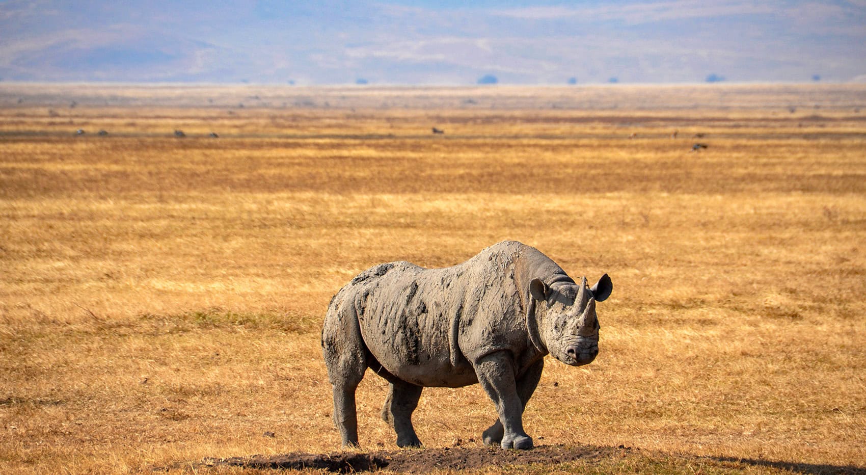Ein Nashorn im Ngorongoro Krater.