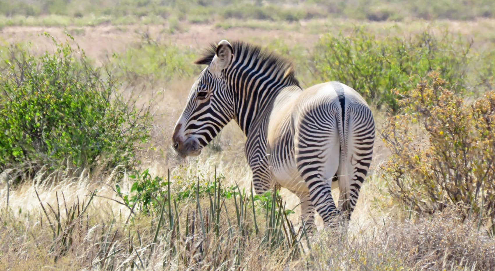 Ein Grevy-Zebra in Samburu in Kenia. Ein Grevy-Zebra in Samburu in Kenia.