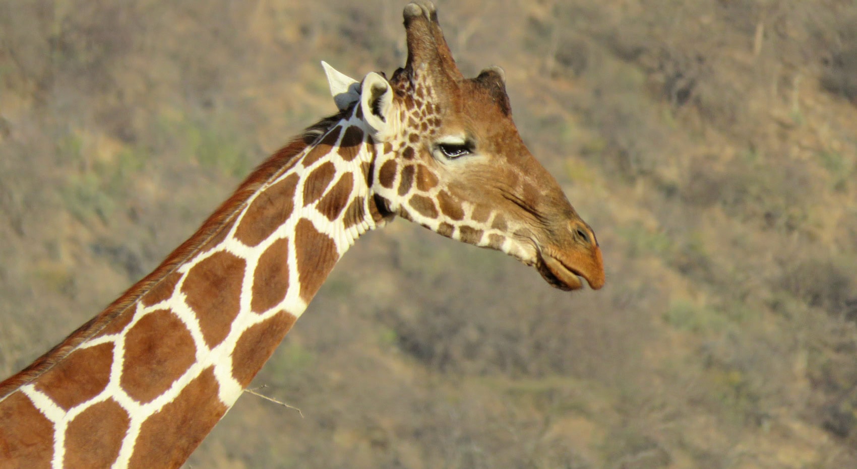 Eine Nahaufnahme einer Netzgiraffe im Norden Kenias. Eine Nahaufnahme einer Netzgiraffe im Norden Kenias.