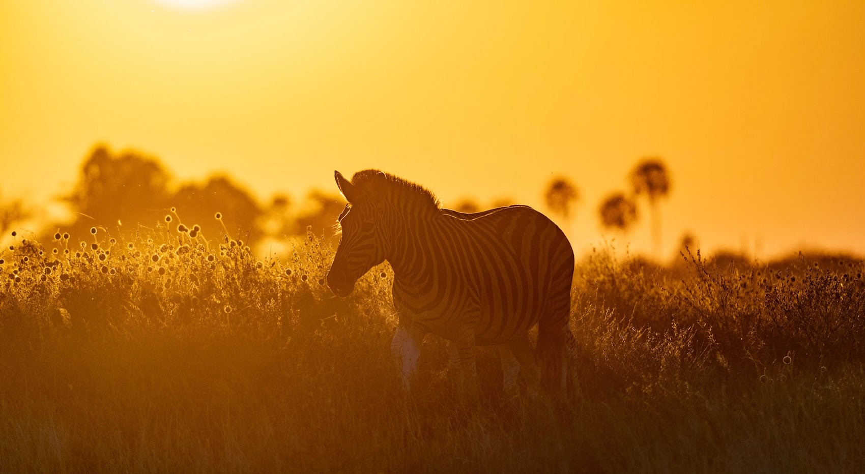 Ein Zebra bei Sonnenuntergang in Botswana. Ein Zebra bei Sonnenuntergang in Botswana.