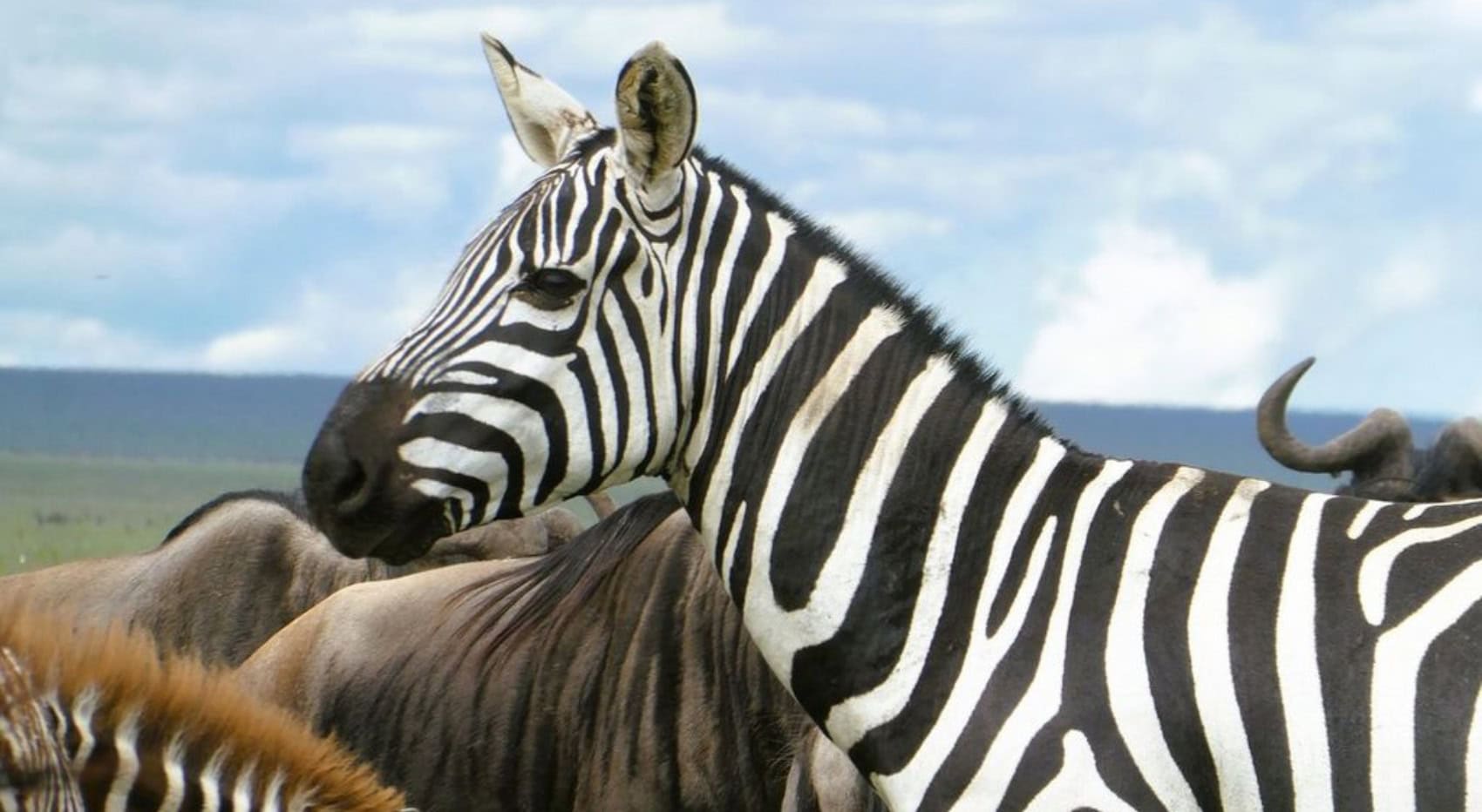 Ein Zebra seitlich fotografiert mit Gnus im Hintergrund.