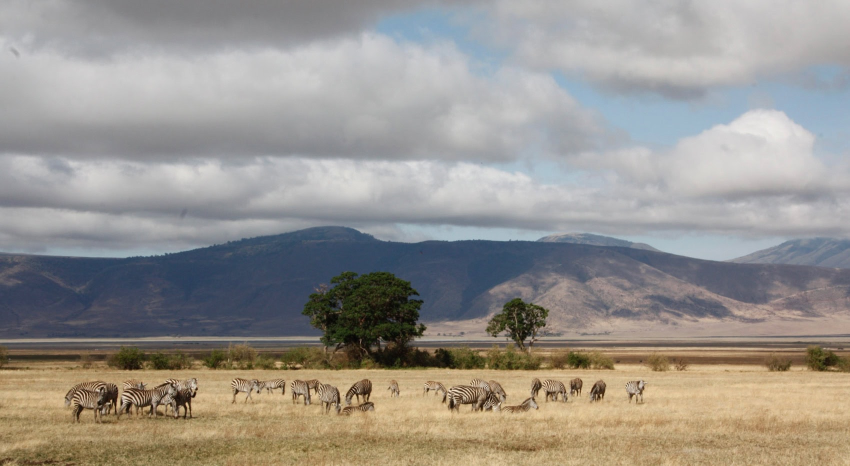Zebras in der Trockenzeit in Tansania, im Ngorongoro Crater.